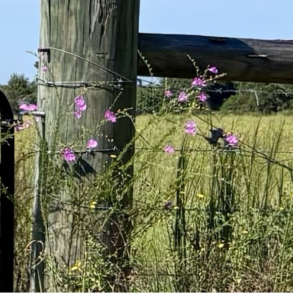 Meet your Posher, Tiffani